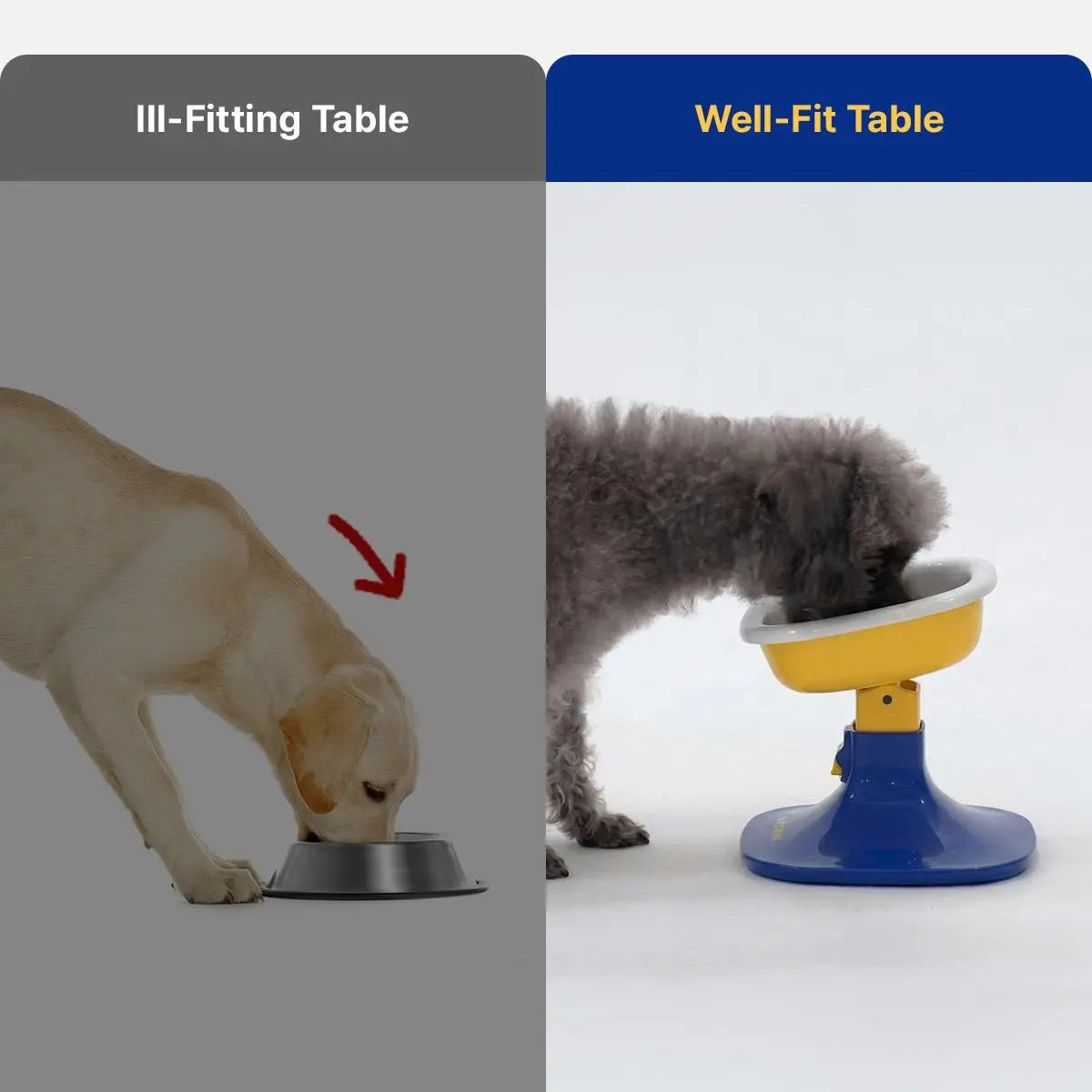 PETHROOM Well Fit & Bowl Set - Adjustable Height, Tilt, Stable Non-Slip Feeding Stand for Dogs & Cats + Durable Ceramic Cat & Dog Food Bowl